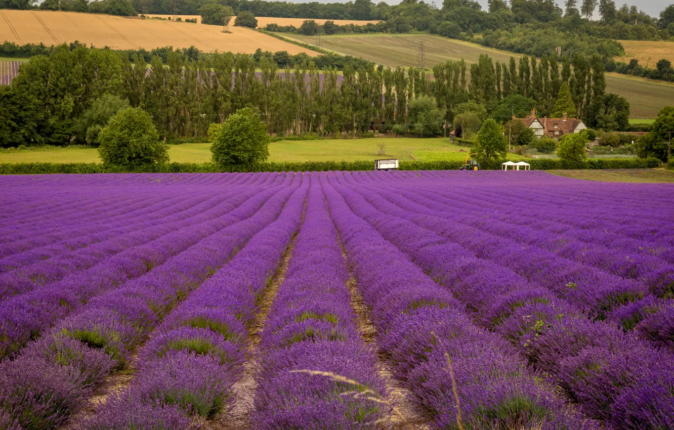 Photo wallpaper field, trees, flowers, house, field, tractor, lavender