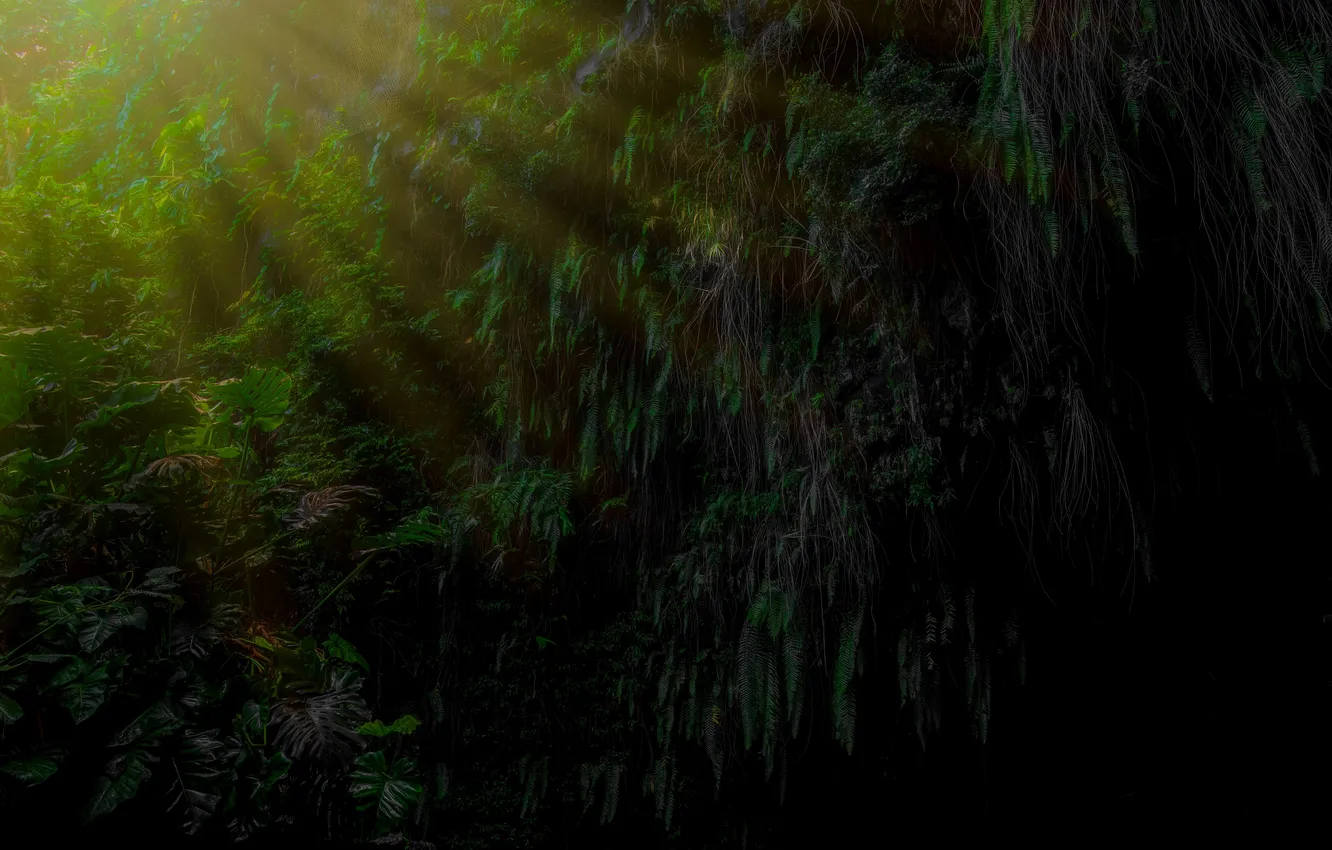 Photo wallpaper greens, nature, plant, moss