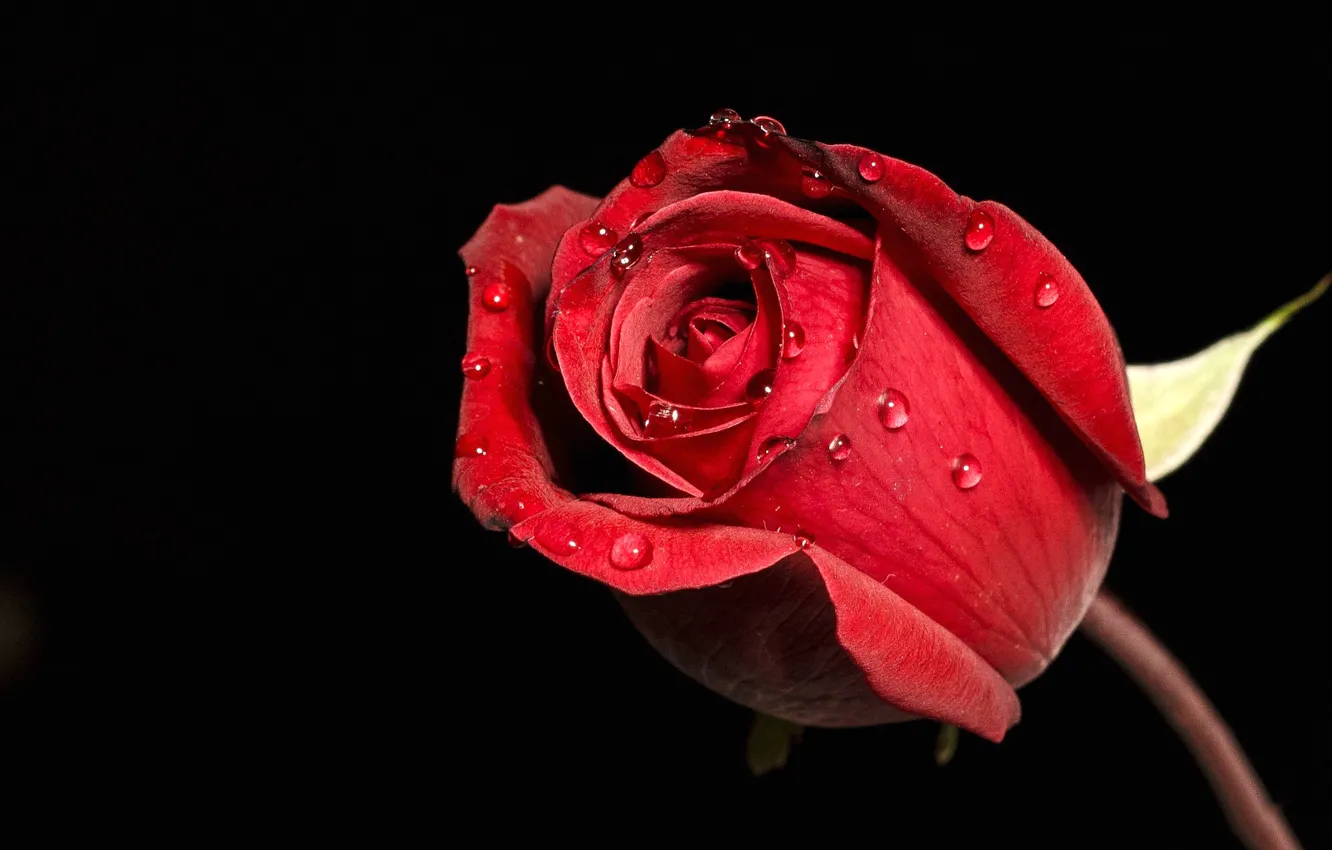 Photo wallpaper flower, drops, Rosa, rose, petals, Bud