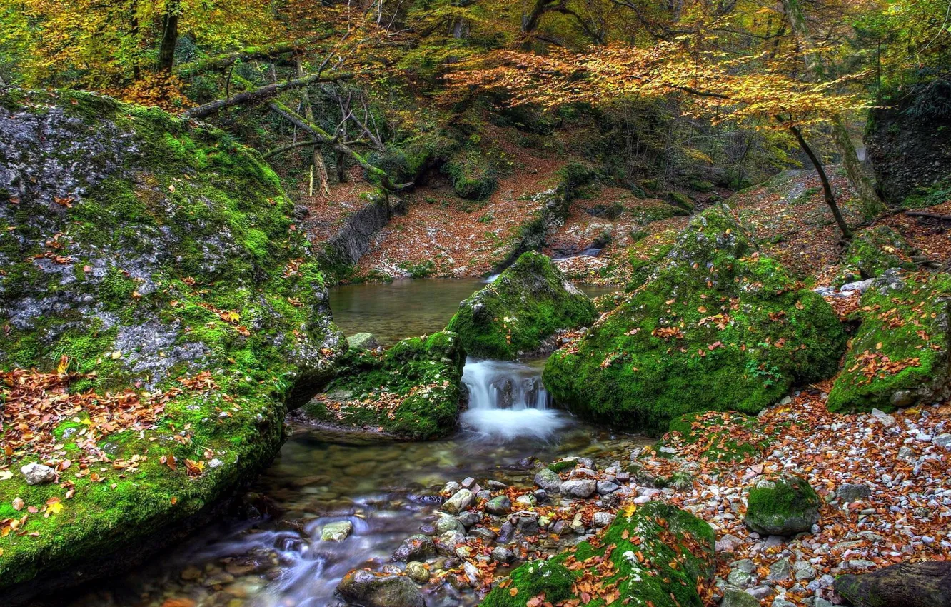 Photo wallpaper autumn, forest, stream, stones, moss