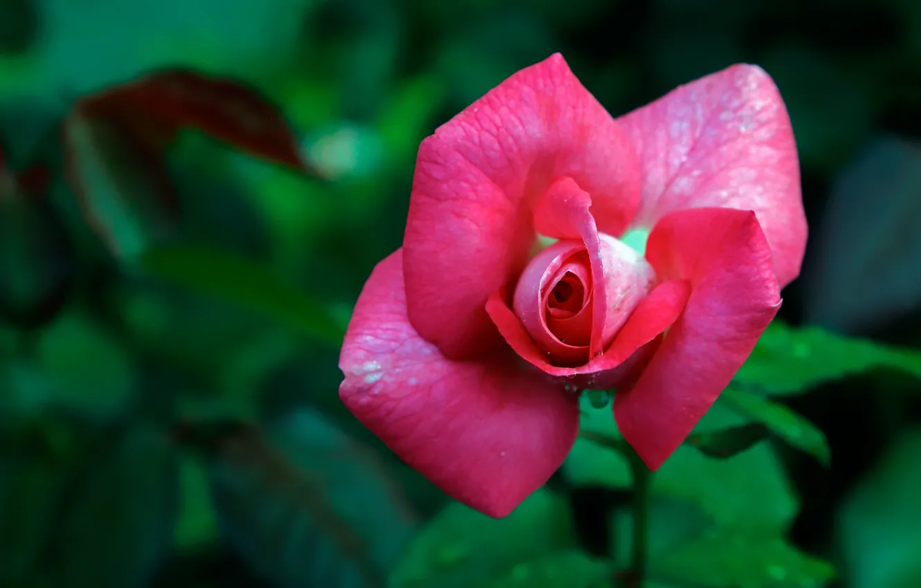 Photo wallpaper flower, pink, rose, garden, Bud, green background