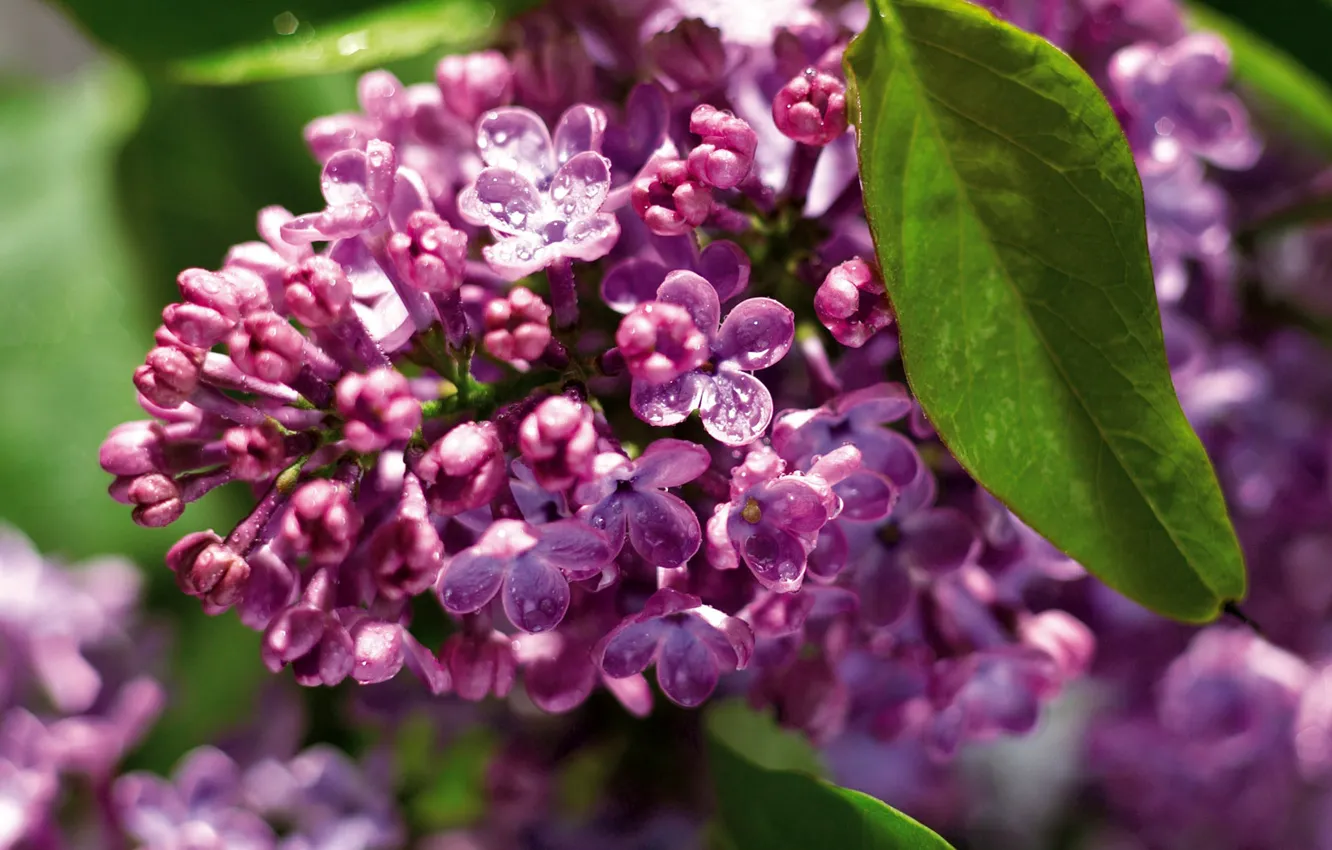 Photo wallpaper greens, Rosa, lilac