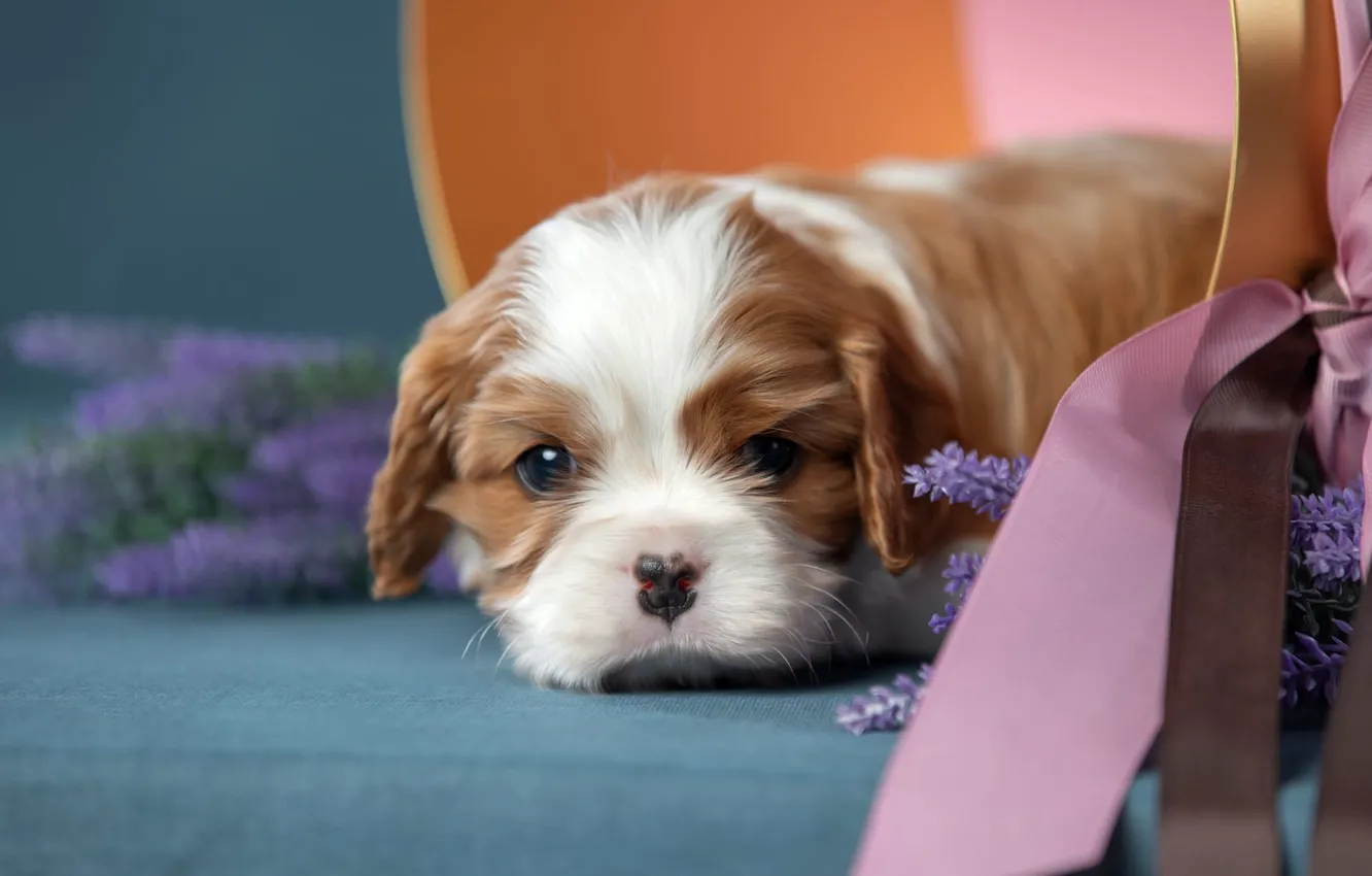 Photo wallpaper look, flowers, background, box, dog, muzzle, tape, puppy