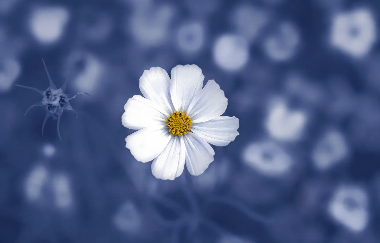 Photo wallpaper flowers, nature, petals, kosmeya