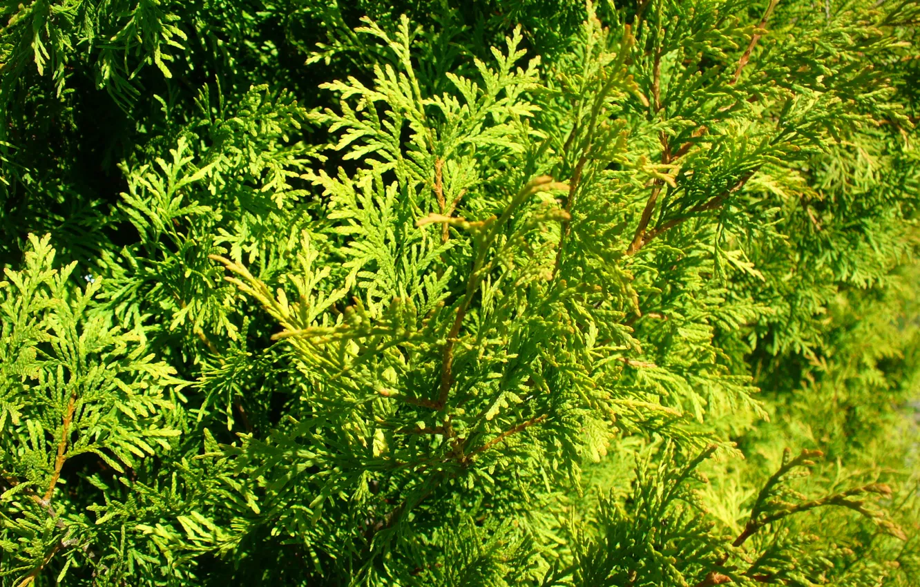 Photo wallpaper greens, needles, thuja