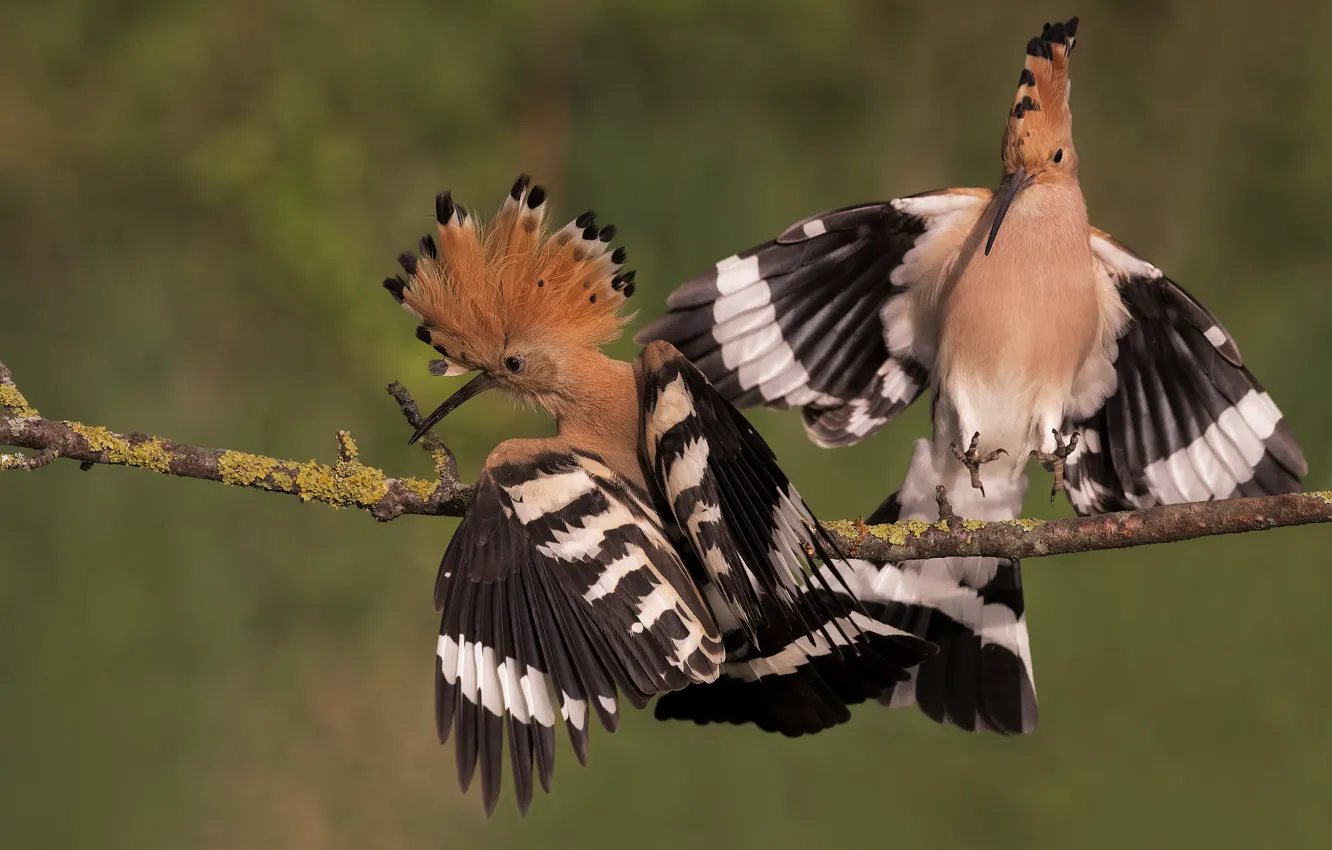 Photo wallpaper birds, background, bird, two, branch, pair, two, hoopoe