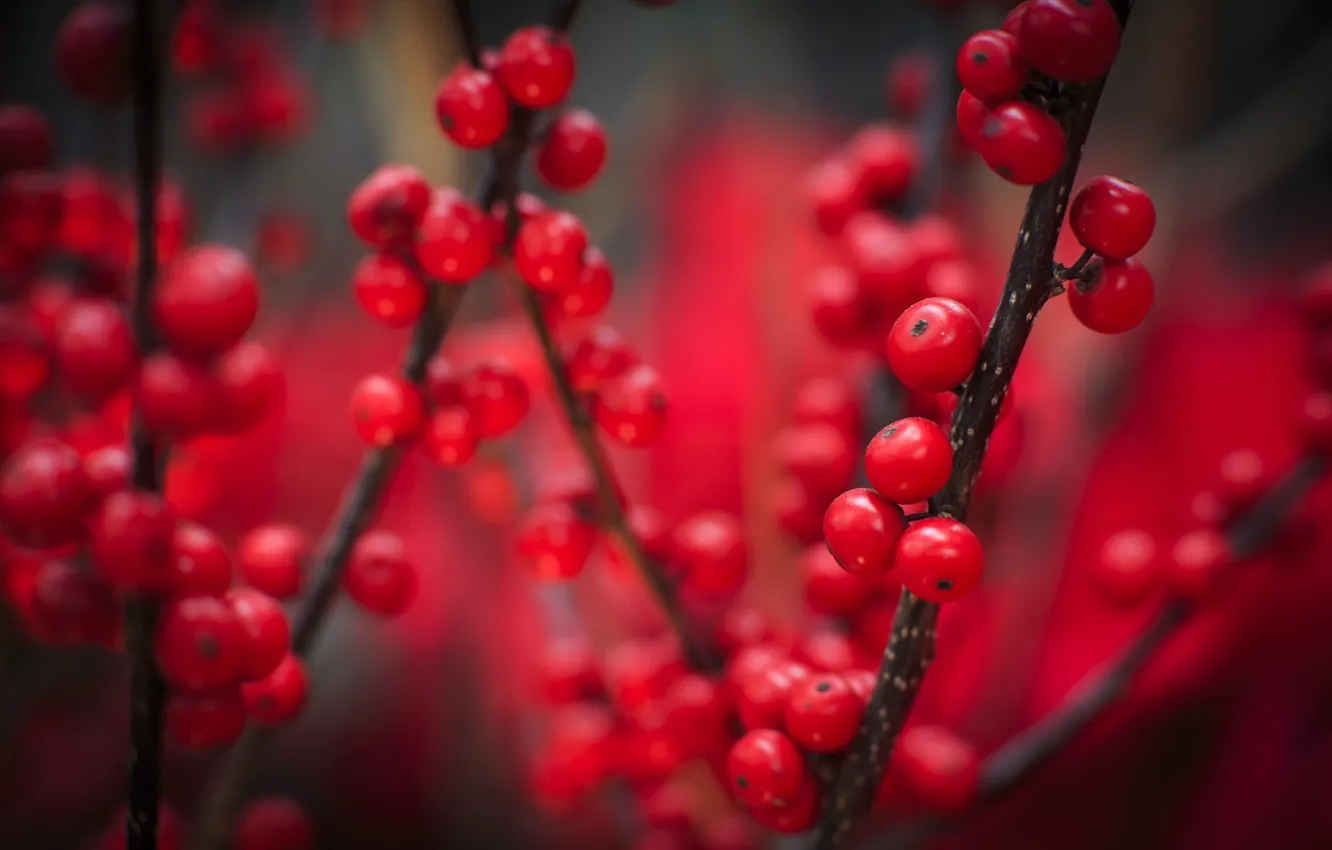 Photo wallpaper autumn, macro, red, berries