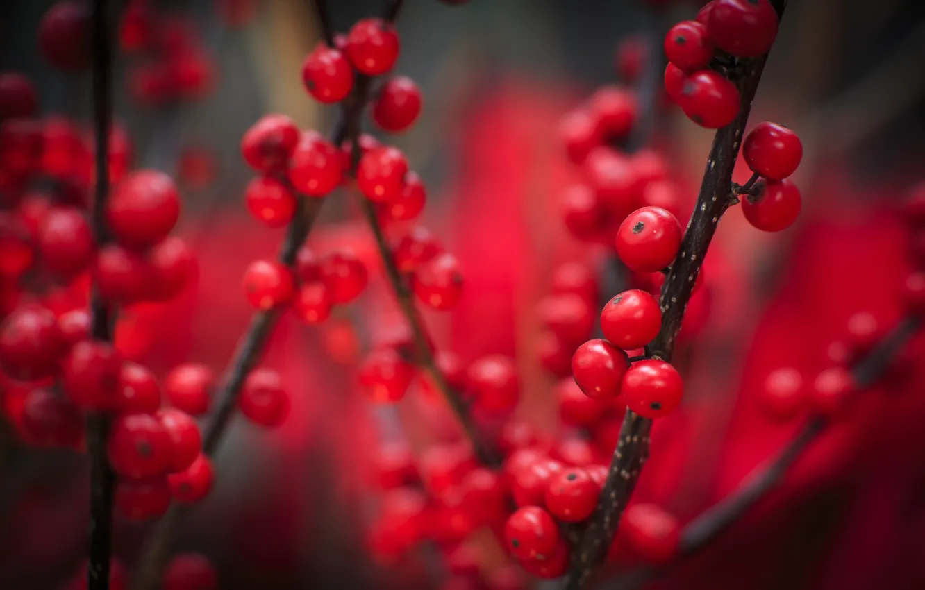 Photo wallpaper autumn, macro, berries, red