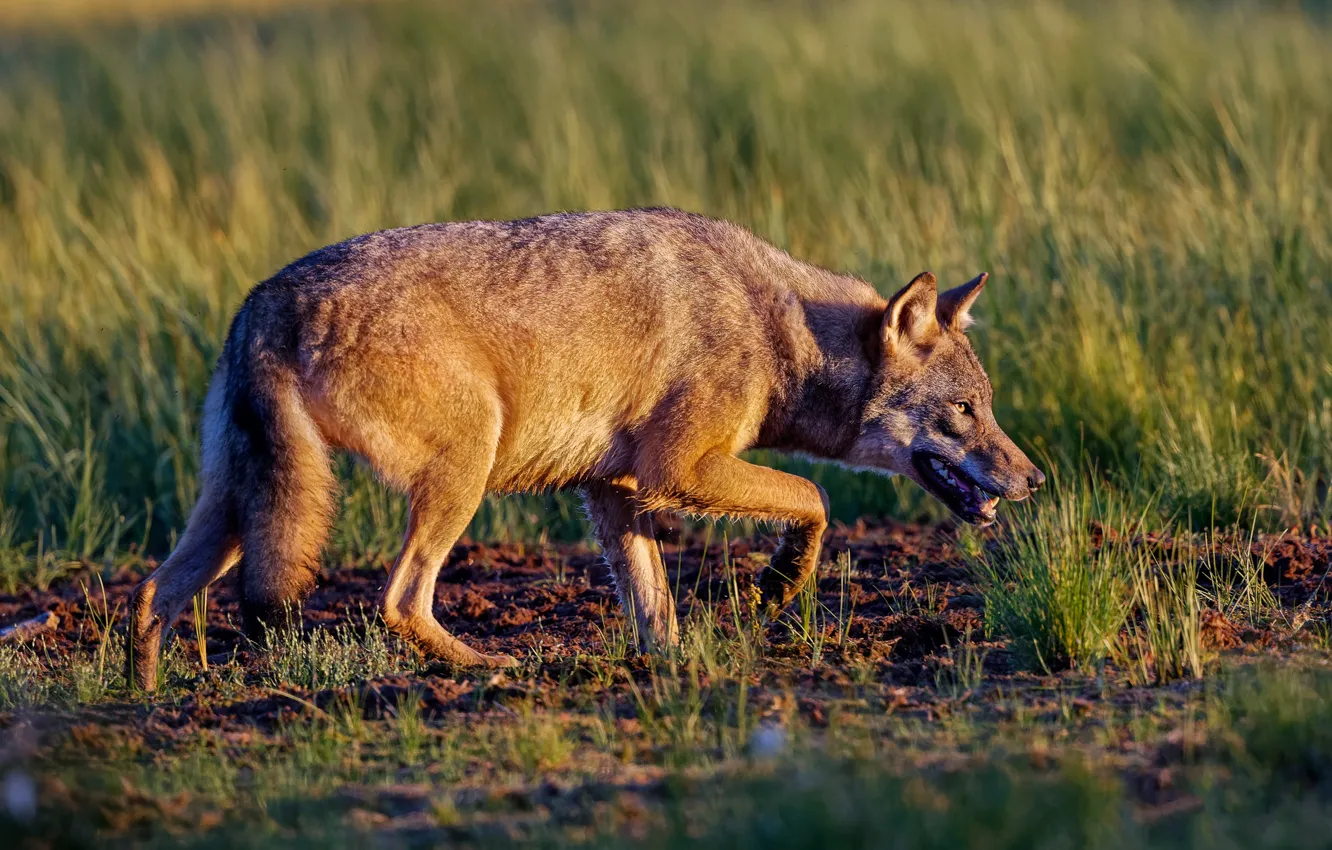 Photo wallpaper pose, look, light, nature, wolf, glade, sneaks, grass