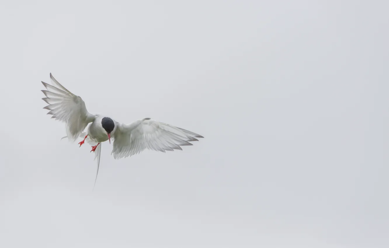Photo wallpaper bird, flight, wings, arctic tern