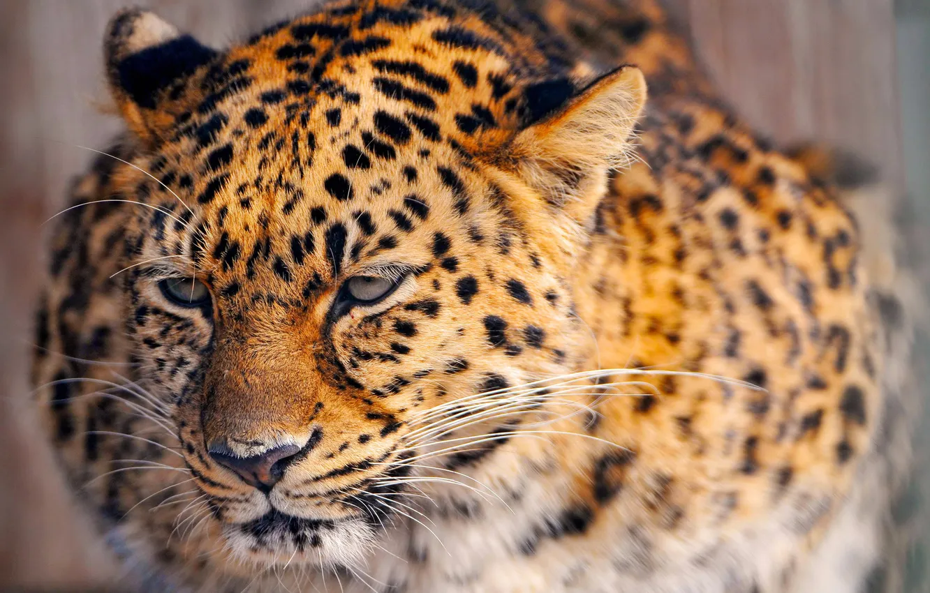 Photo wallpaper leopard, kitty, leopard