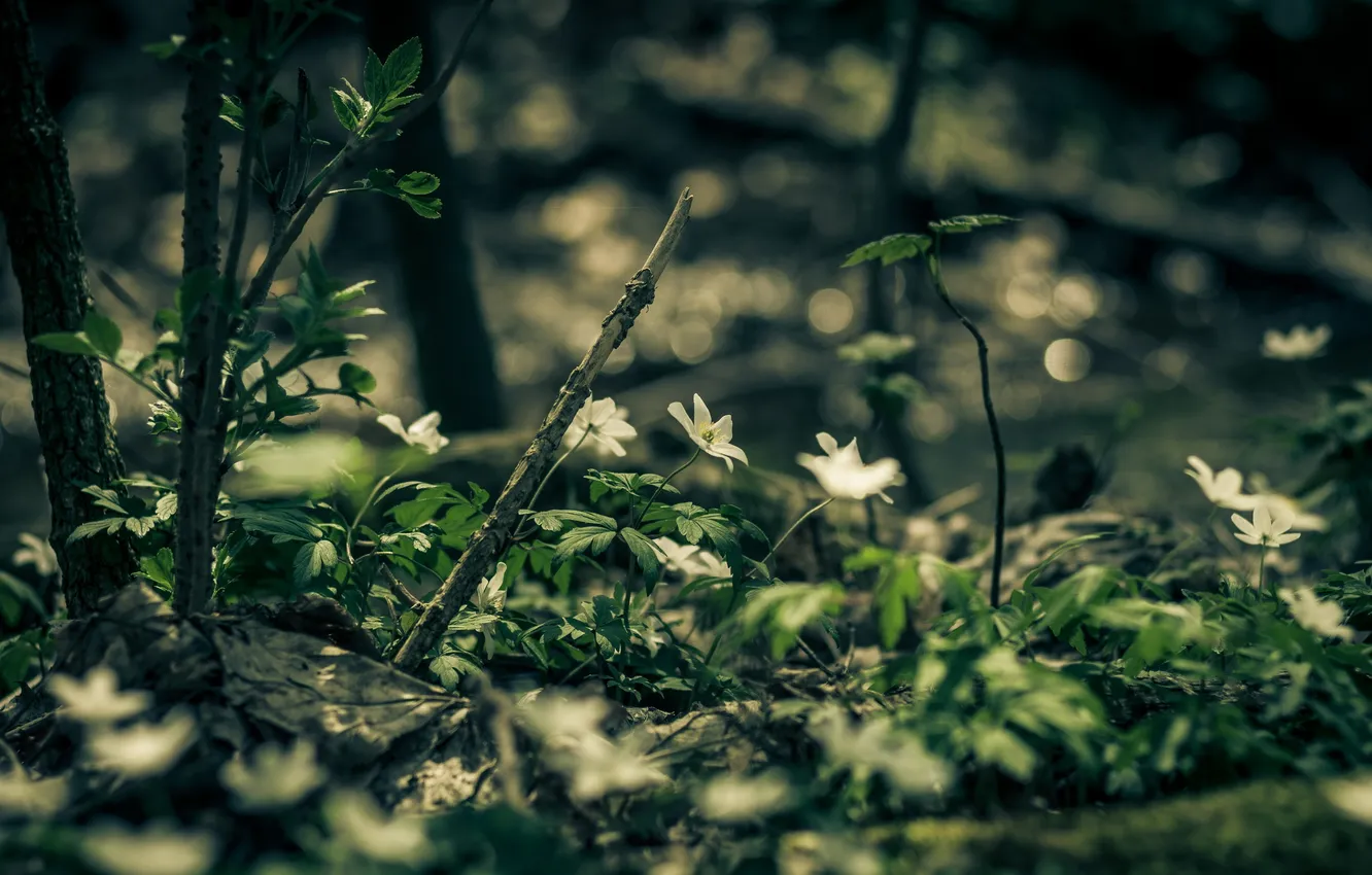 Photo wallpaper forest, flowers, nature