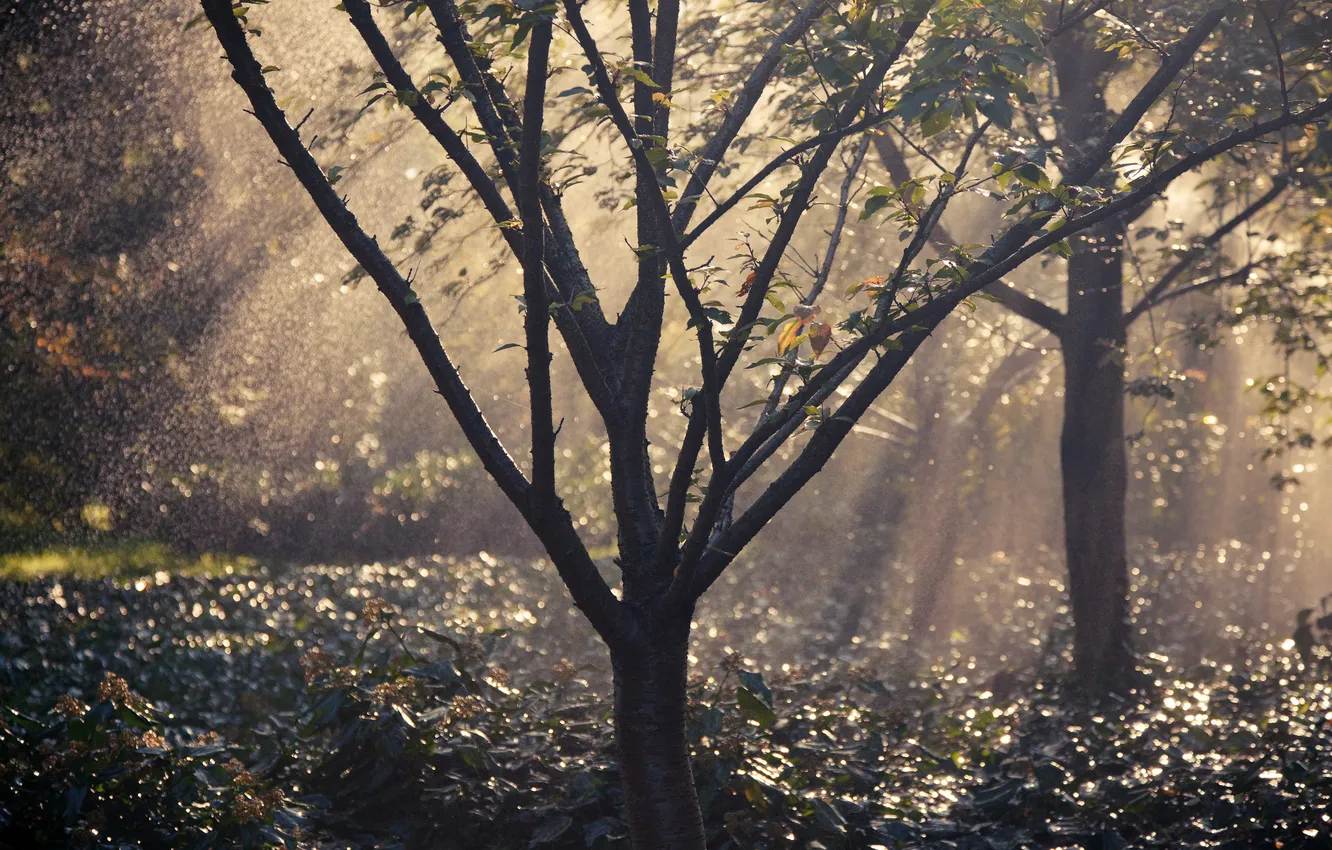 Photo wallpaper light, trees, nature, rain