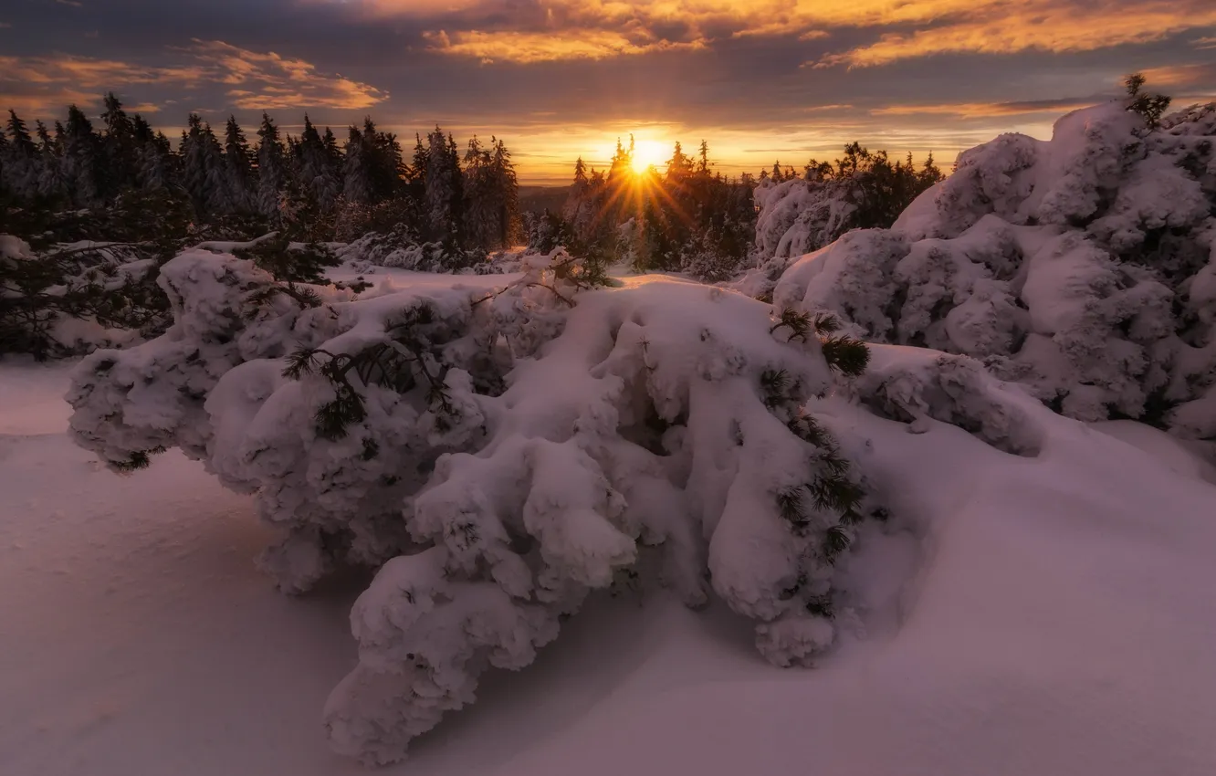 Photo wallpaper winter, forest, snow, trees, sunset, nature