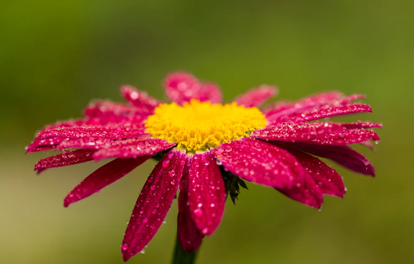 Photo wallpaper drops, flowers, red, red, flower, bokeh, bokeh, drops