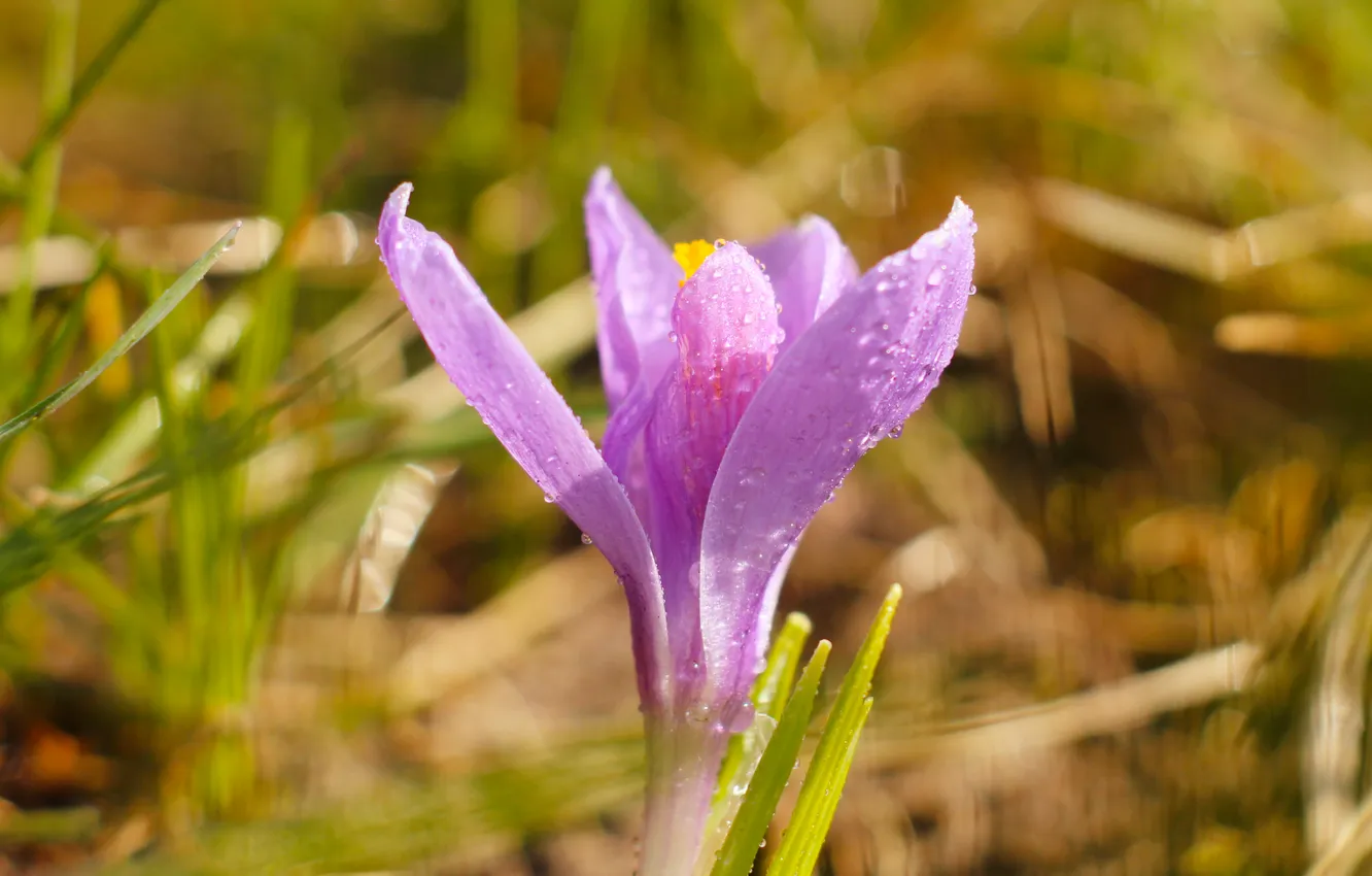 Photo wallpaper flower, purple, Crocus