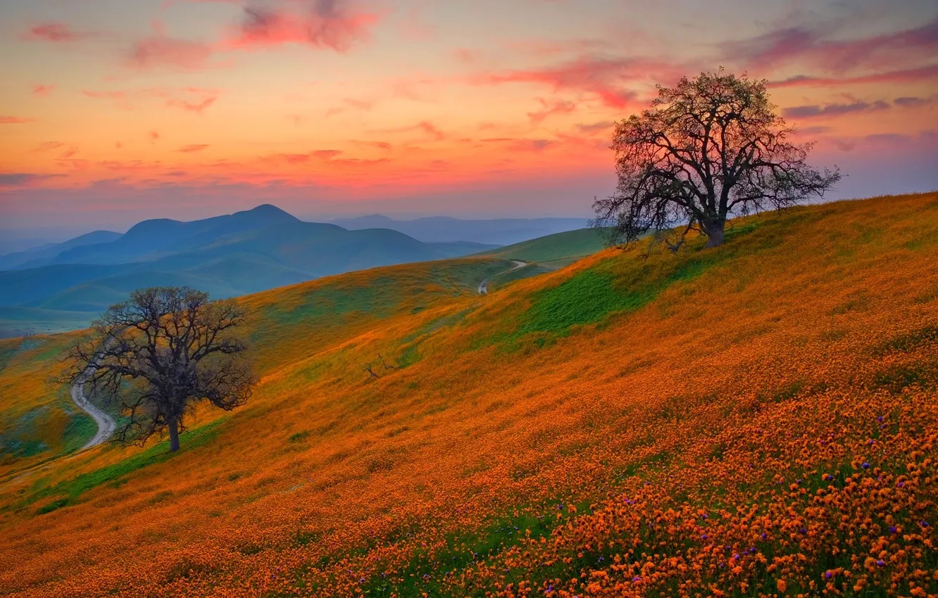 Photo wallpaper sunset, flowers, hills