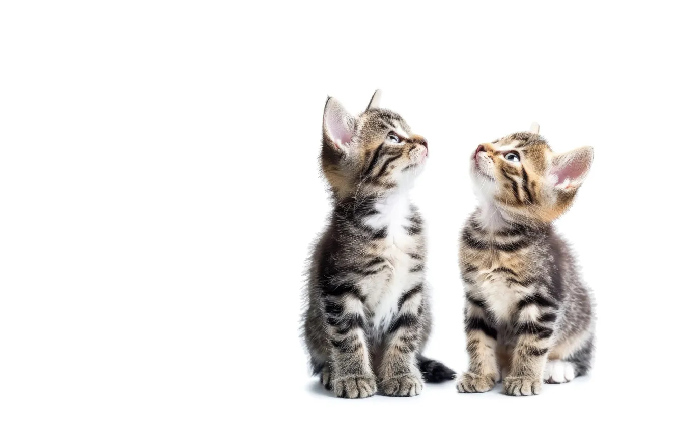 Photo wallpaper cat, look, pose, white background, kitty, face, a couple, Duo