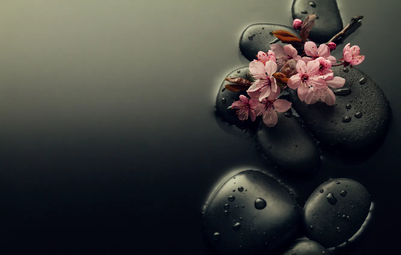 Photo wallpaper water, drops, flowers, stones, branch, Sakura
