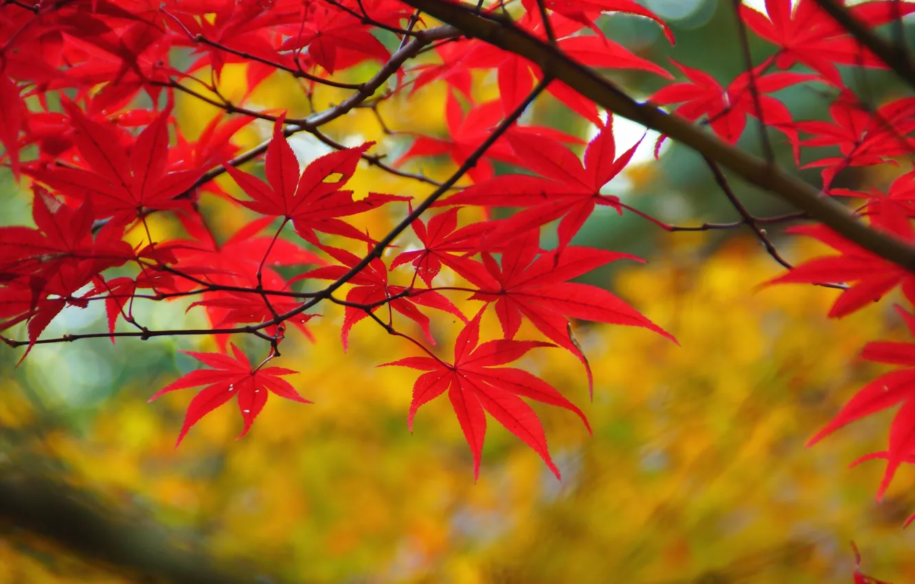 Photo wallpaper autumn, leaves, branches, red, maple