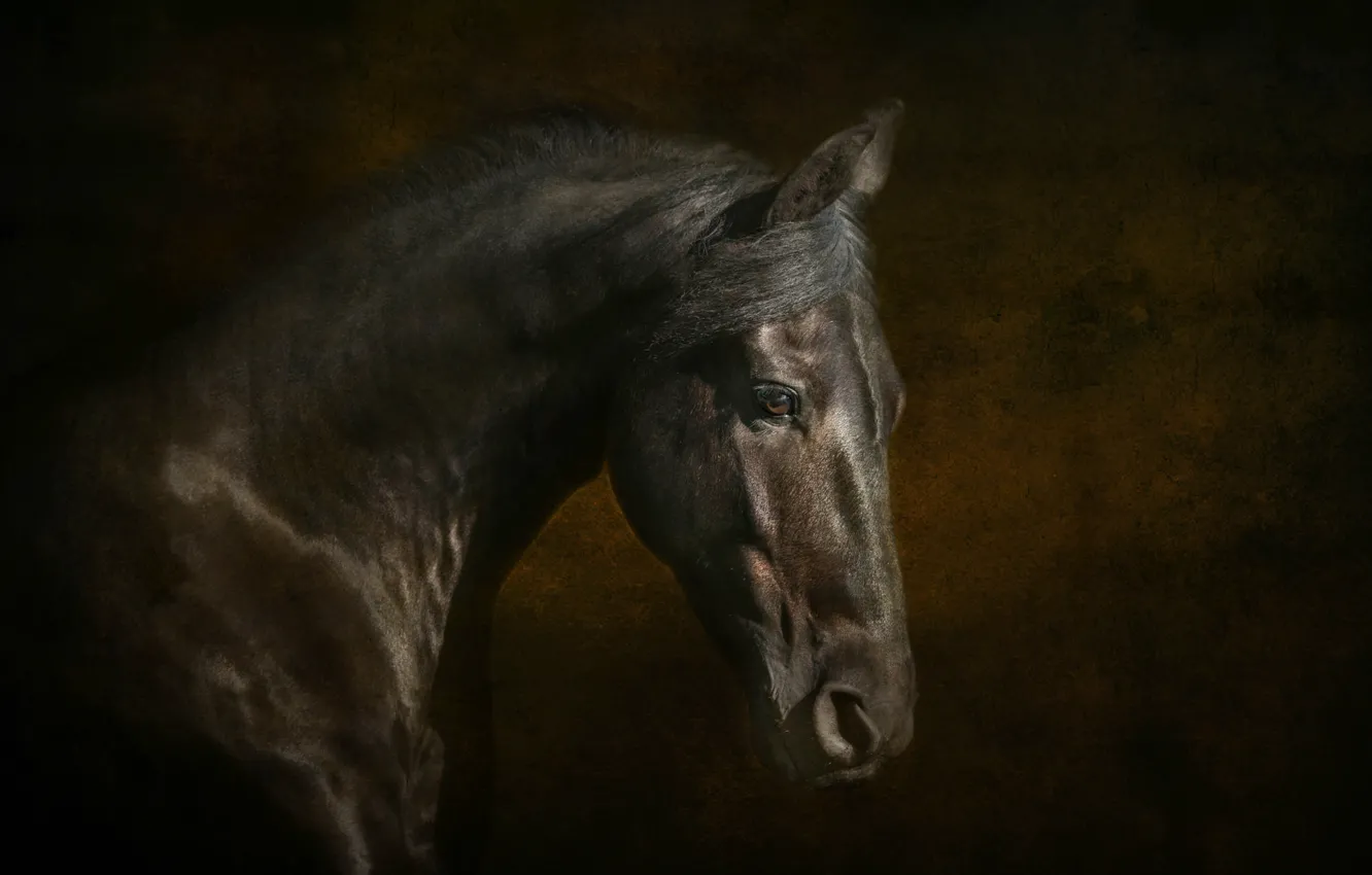 Photo wallpaper horse, horse, mane, crows, profile, handsome