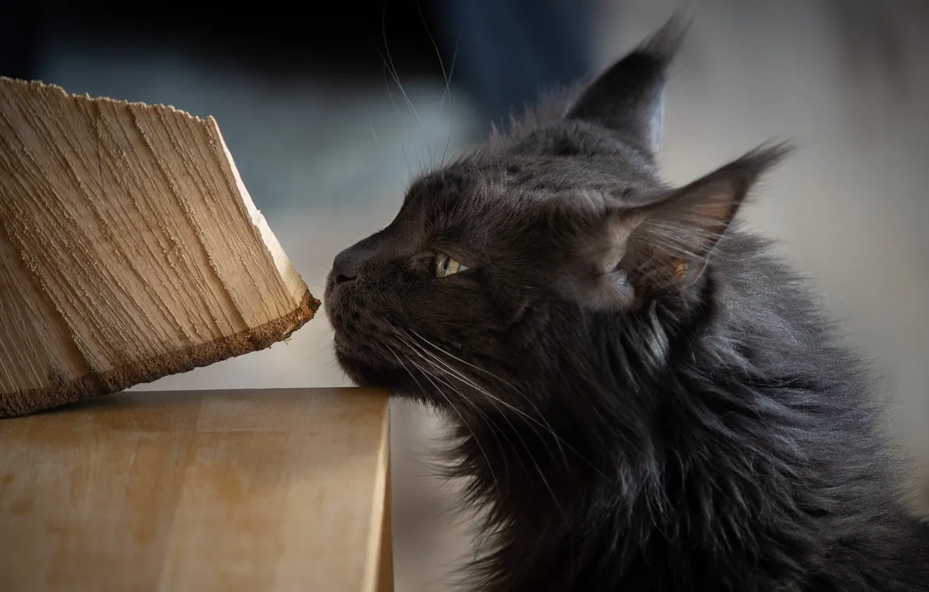 Photo wallpaper cat, cat, face, table, black, portrait, profile, wood