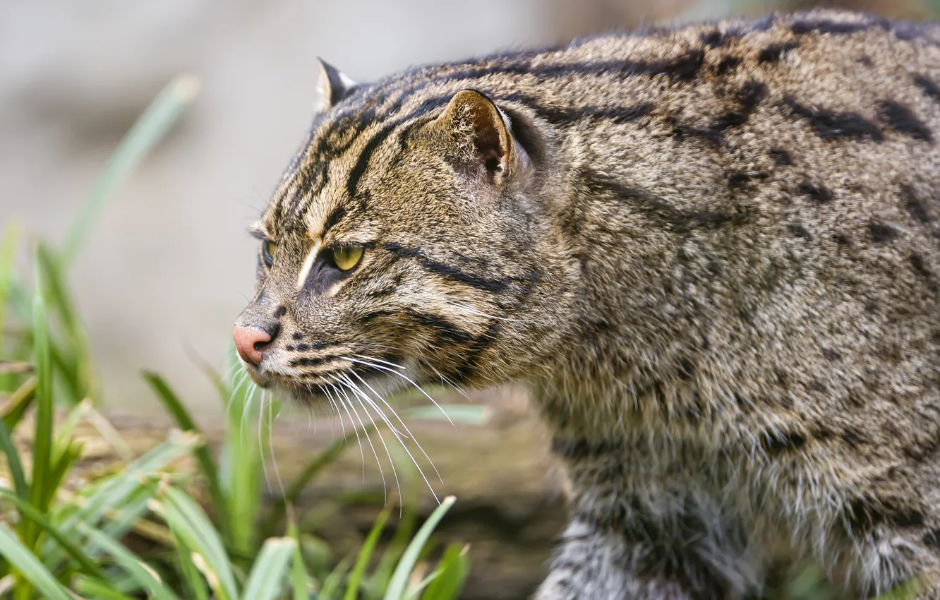 Wallpaper cat, cat, ©Tambako The Jaguar, fishing cat, kot Rybolov ...