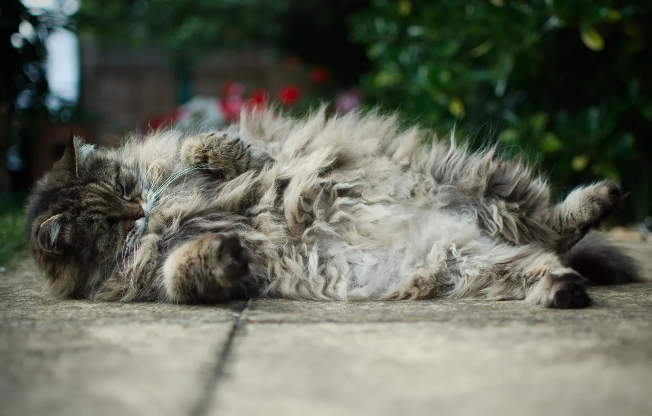 Photo wallpaper cat, asphalt, fluffy, Tomcat, Kote, lying, thick