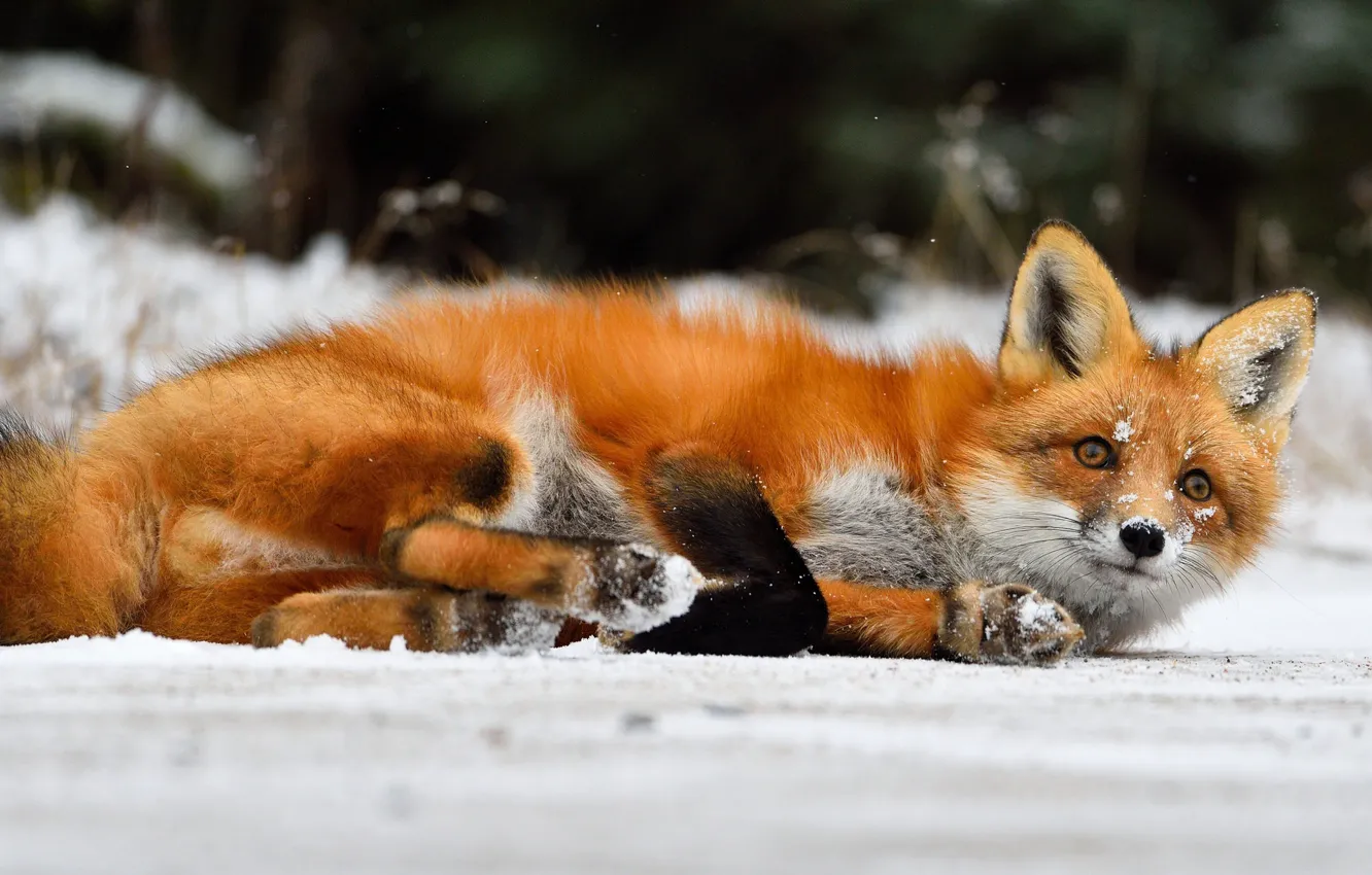 Photo wallpaper snow, Fox, red