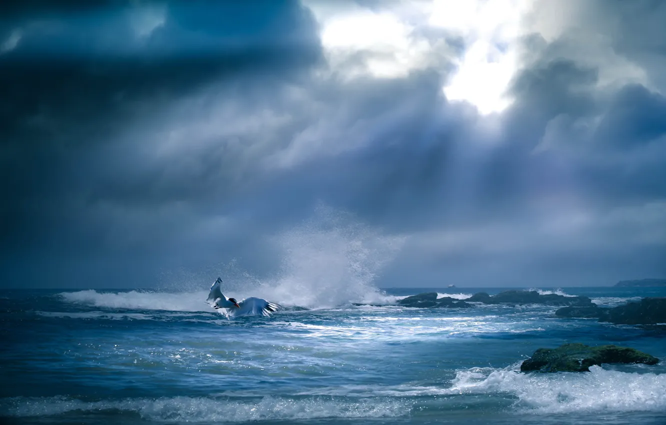 Photo wallpaper sea, the sky, clouds, light, rocks, seagulls