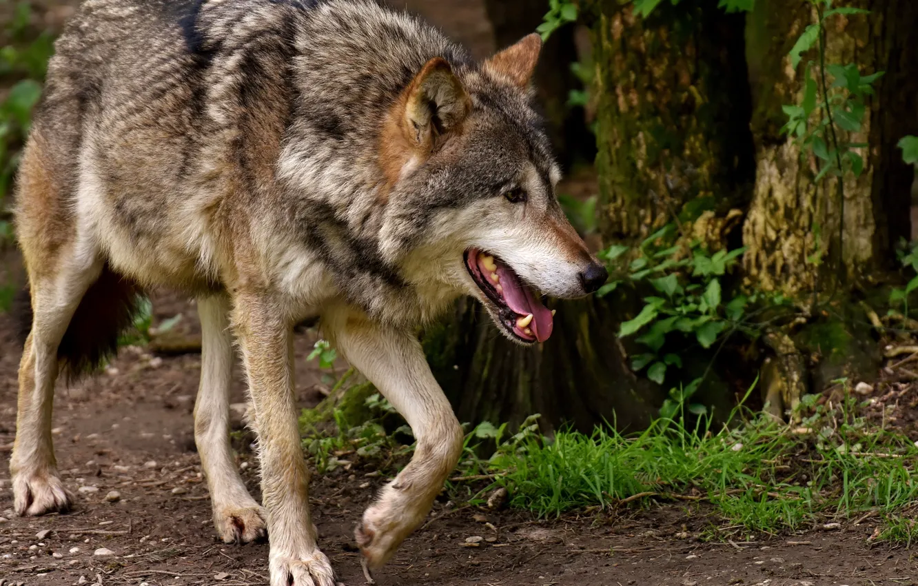 Photo wallpaper Predator, nature, animal, wolf, wildlife, portrait., Canis lupus. face • wolf • portrait • predator