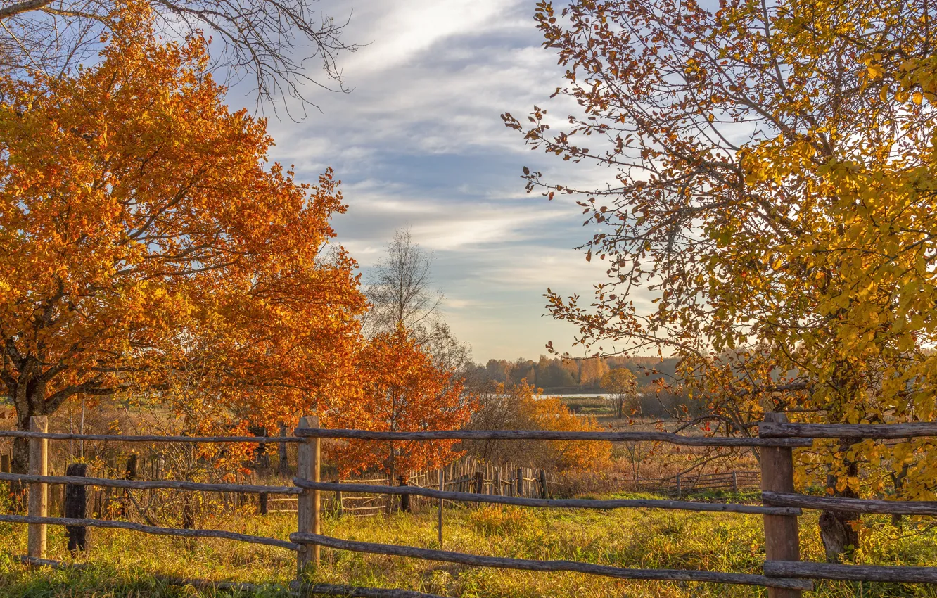 Photo wallpaper field, autumn, forest, the sky, grass, clouds, trees, branches