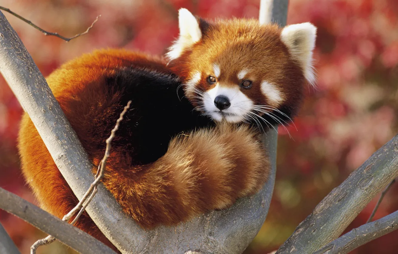 Photo wallpaper Panda, red, small, Firefox