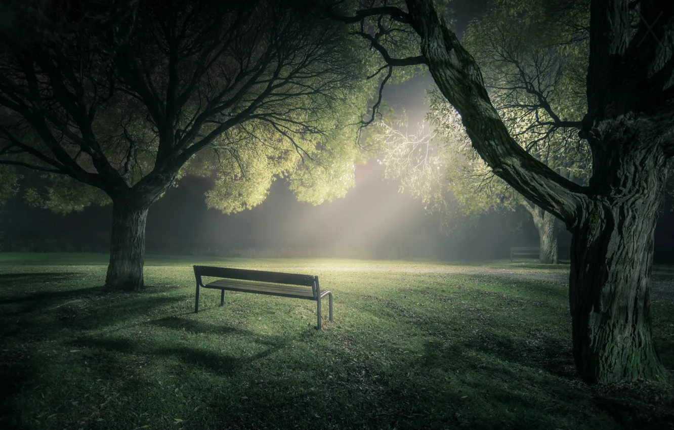 Photo wallpaper light, trees, bench, fog, Park