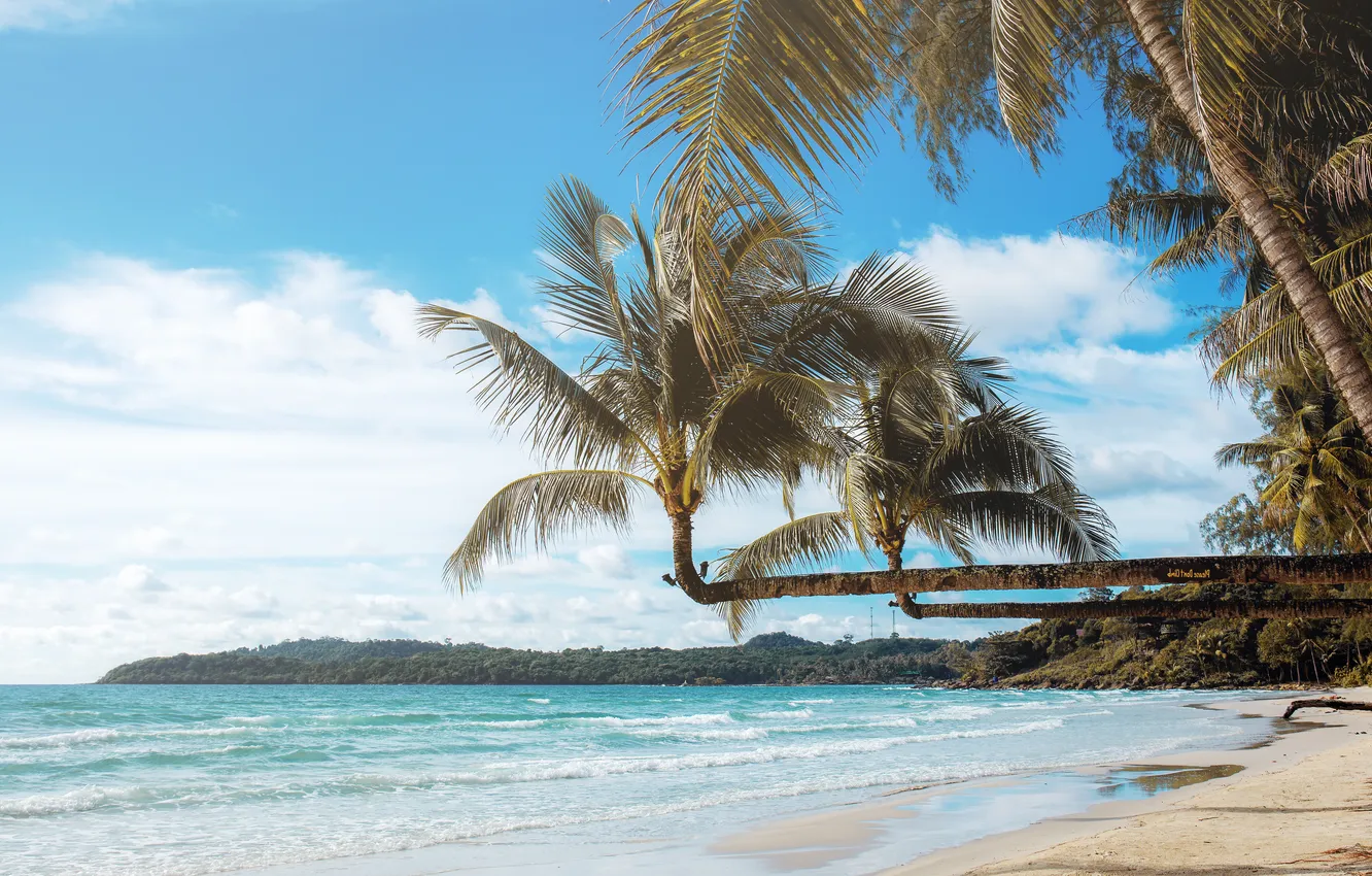 Photo wallpaper sand, sea, beach, summer, the sky, palm trees, summer, beach
