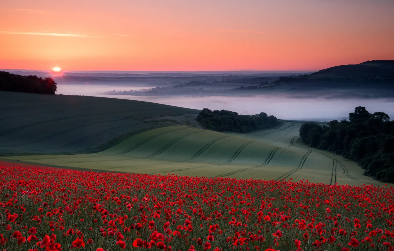 Photo wallpaper field, the sky, trees, sunset, flowers, red, fog, dawn