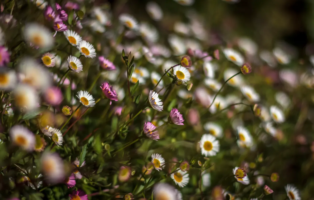 Photo wallpaper wildflowers, not cranky, simple