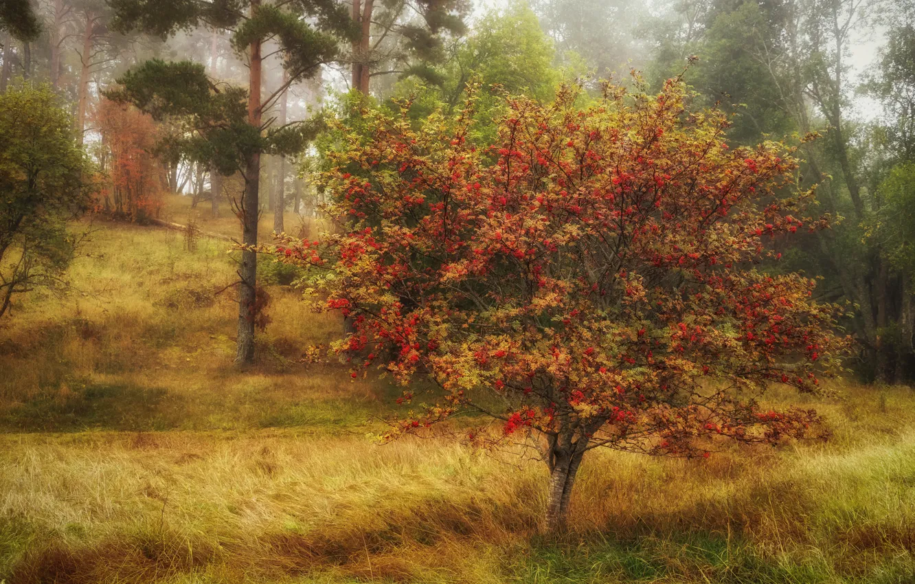 Photo wallpaper autumn, forest, trees, fog, berries, Rowan