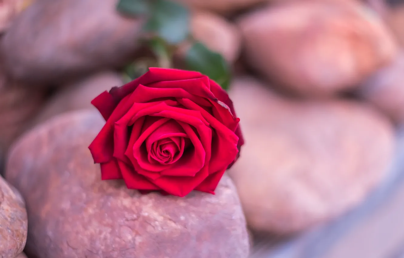 Photo wallpaper flower, stones, roses, Bud, red, rose, red rose, flower