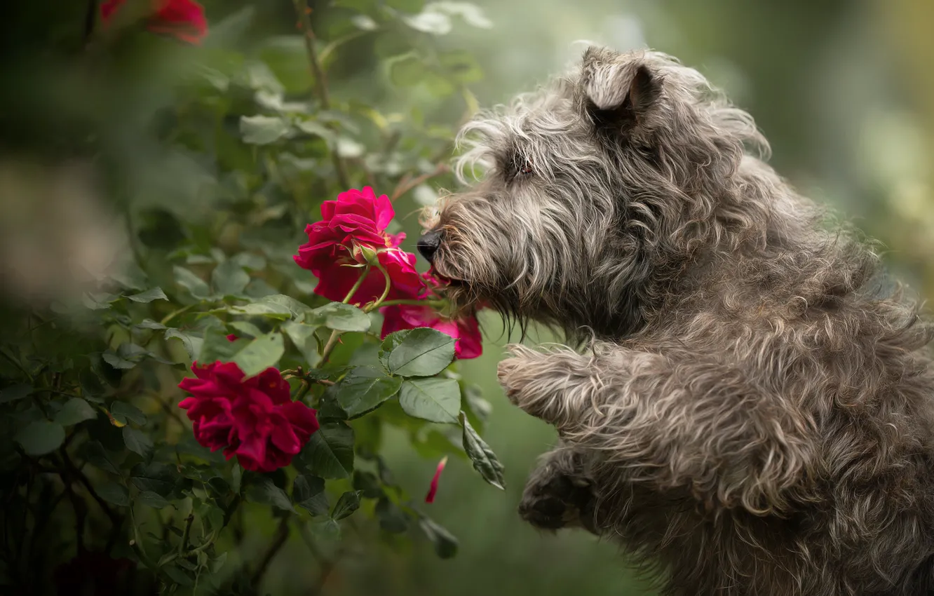 Photo wallpaper flowers, roses, dog, shaggy