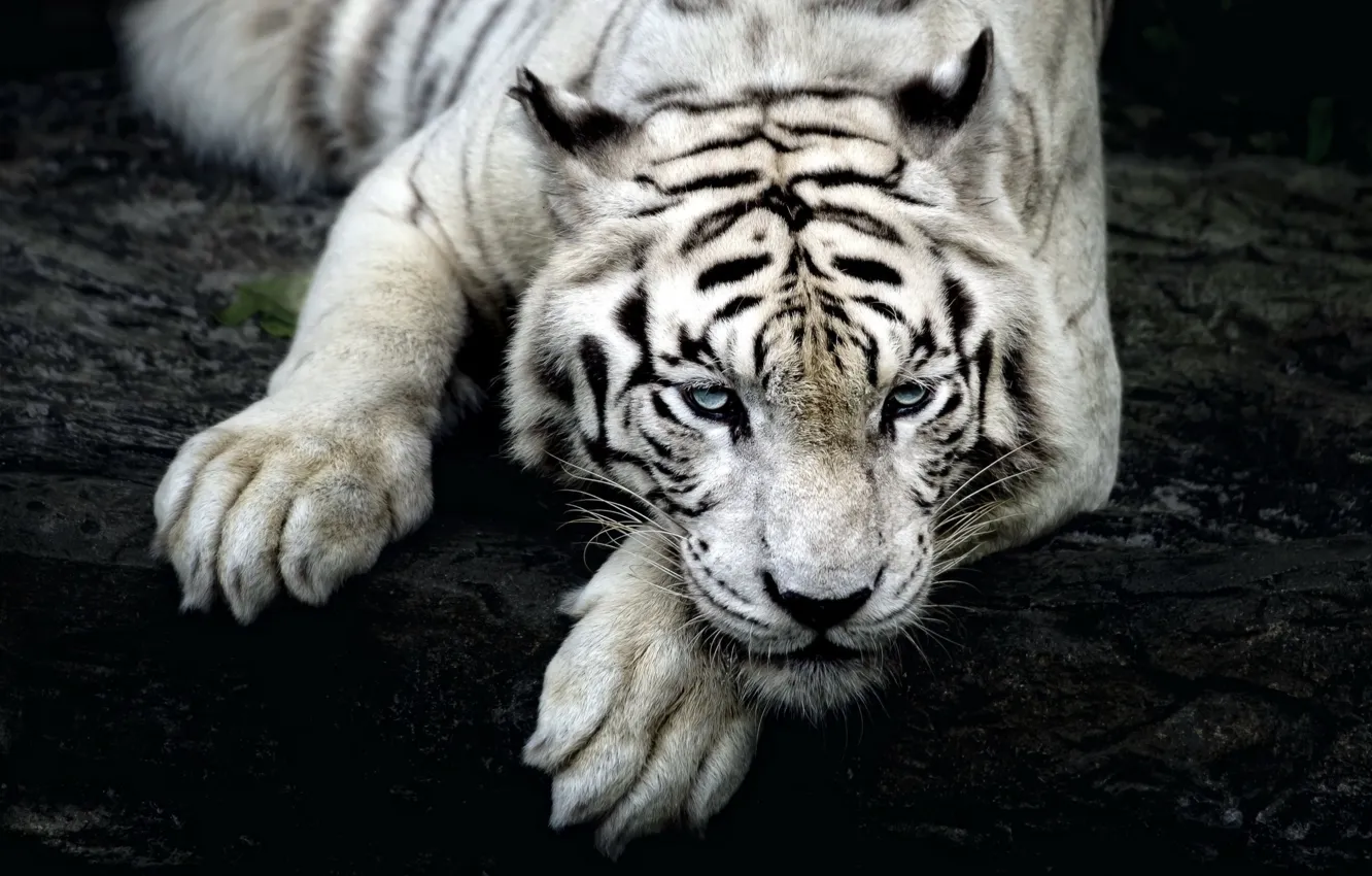 Photo wallpaper white, look, tiger, tiger, Siberian