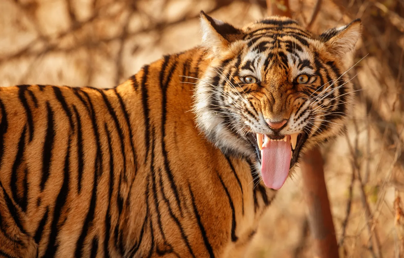 Photo wallpaper language, face, tiger, wild cat