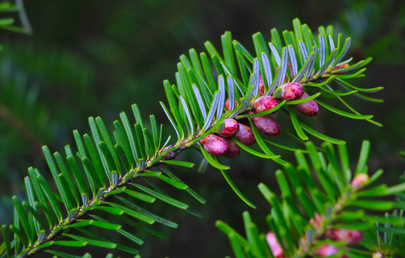Photo wallpaper green, twig, coniferous