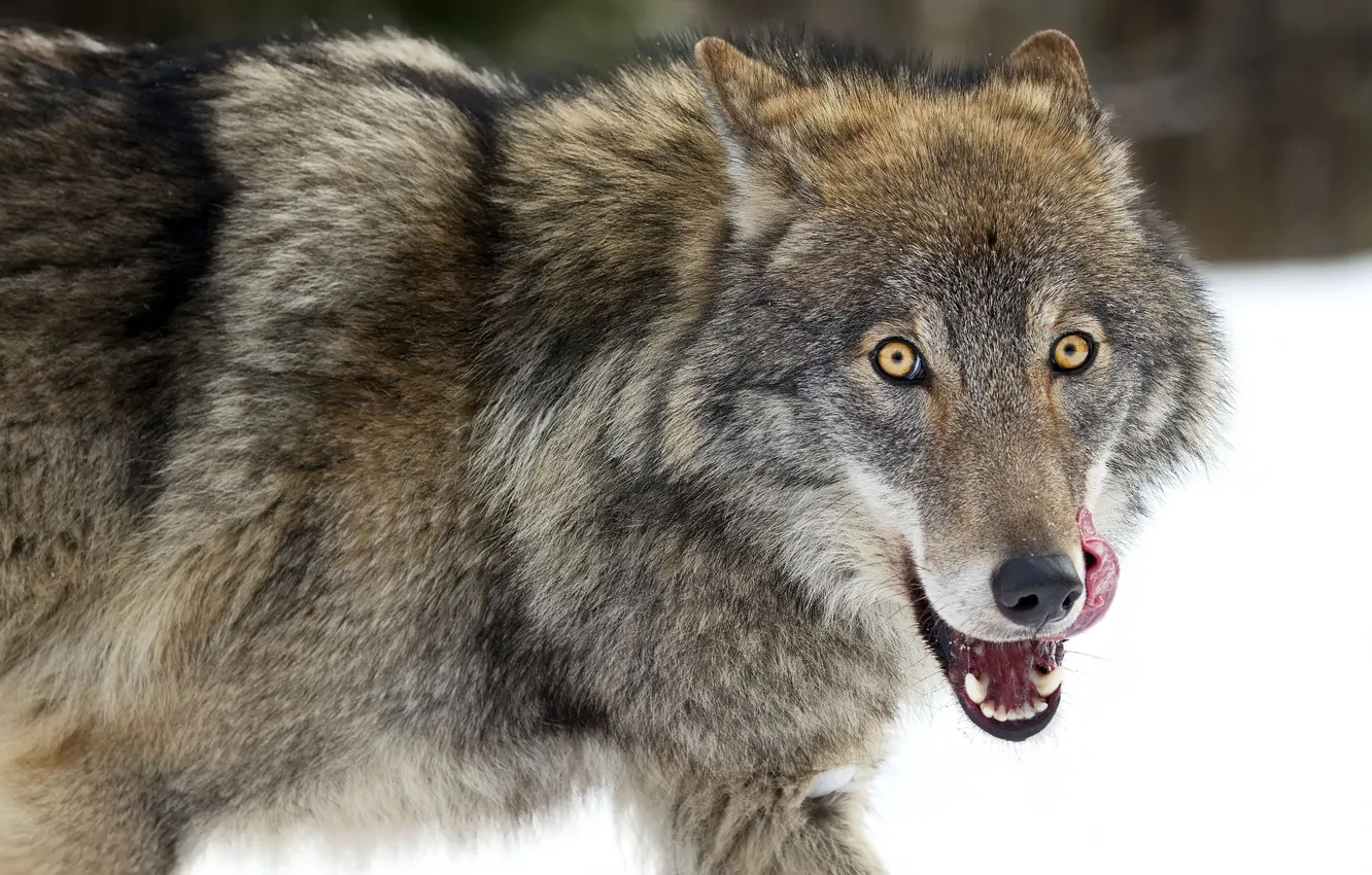 Photo wallpaper wolf, look, tongue