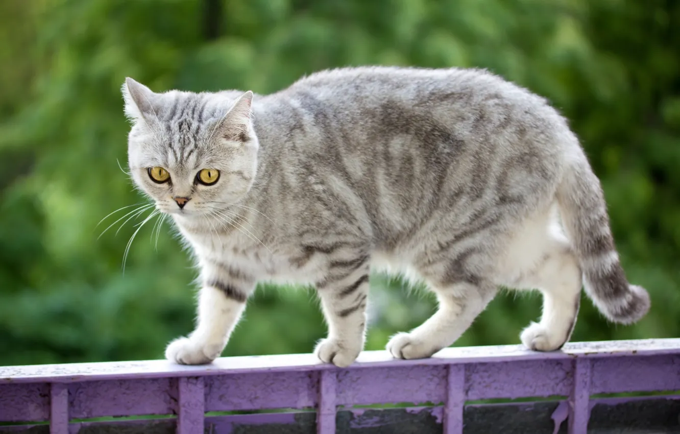 Photo wallpaper cat, cat, background, the fence, kitty, kitty