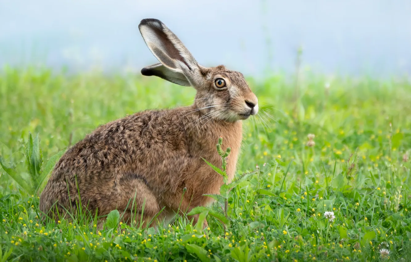 Photo wallpaper greens, summer, grass, look, grey, glade, hare, face