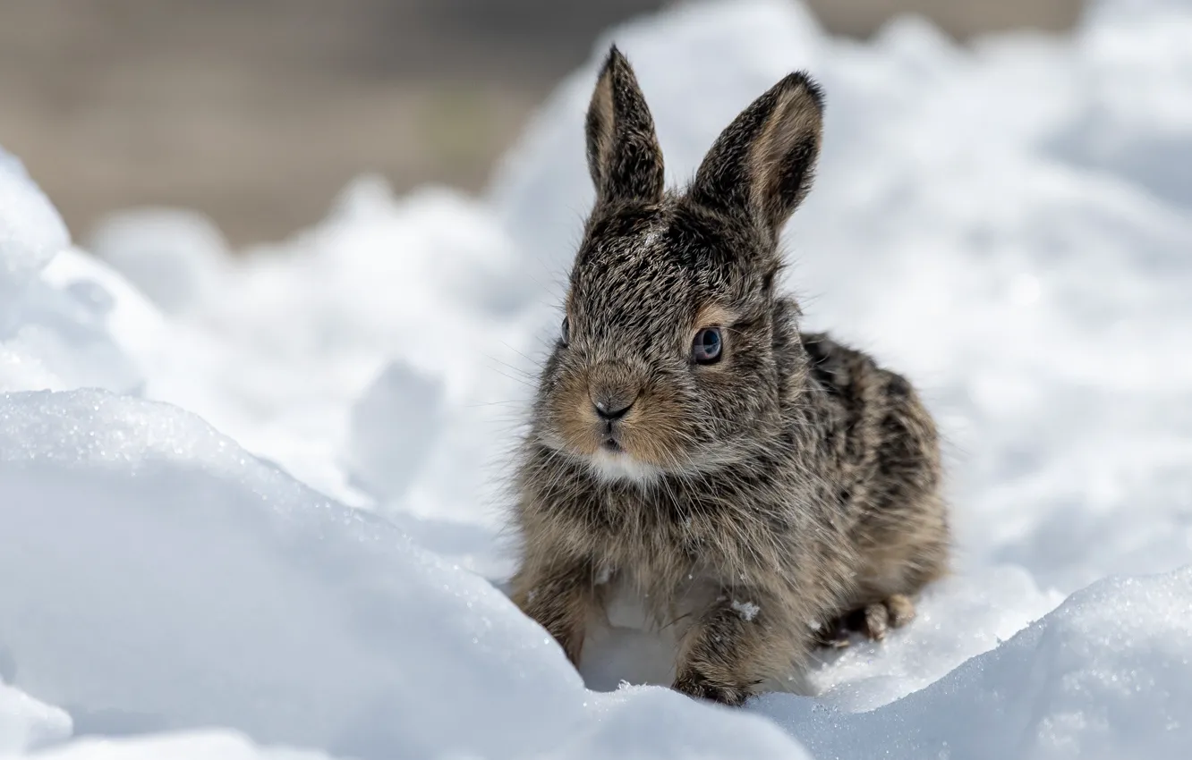 Photo wallpaper snow, hare, Bunny, hare