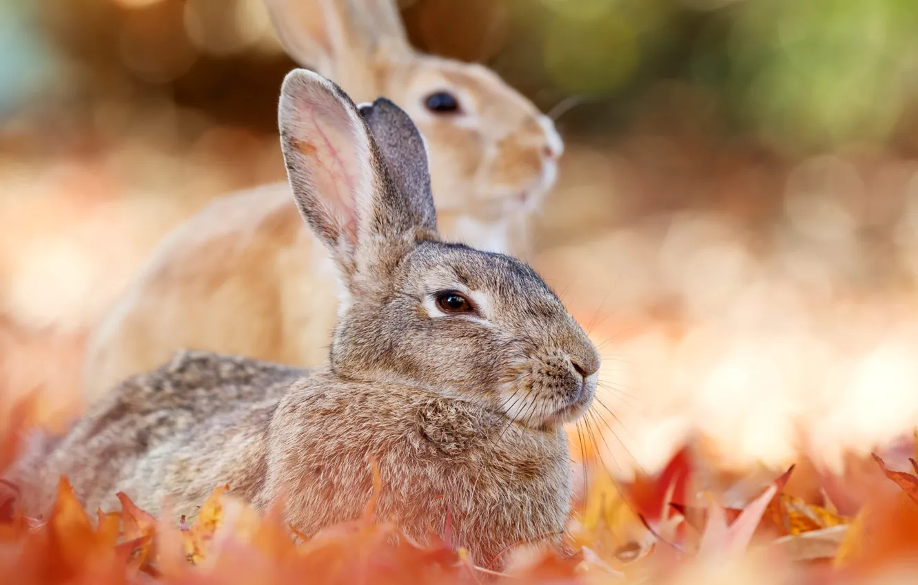 Photo wallpaper autumn, grey, foliage, hare, face, bokeh, two birds
