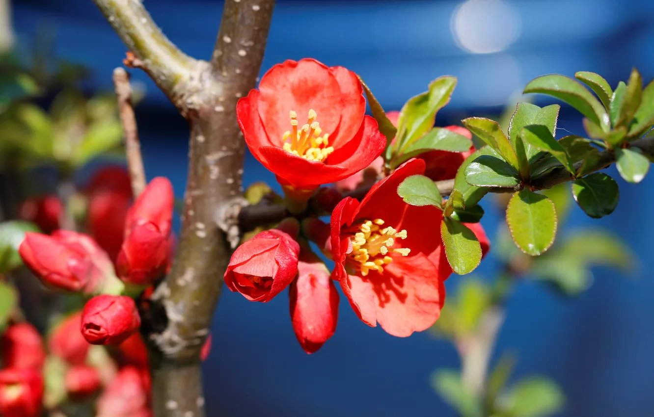 Photo wallpaper spring, the bushes, quince