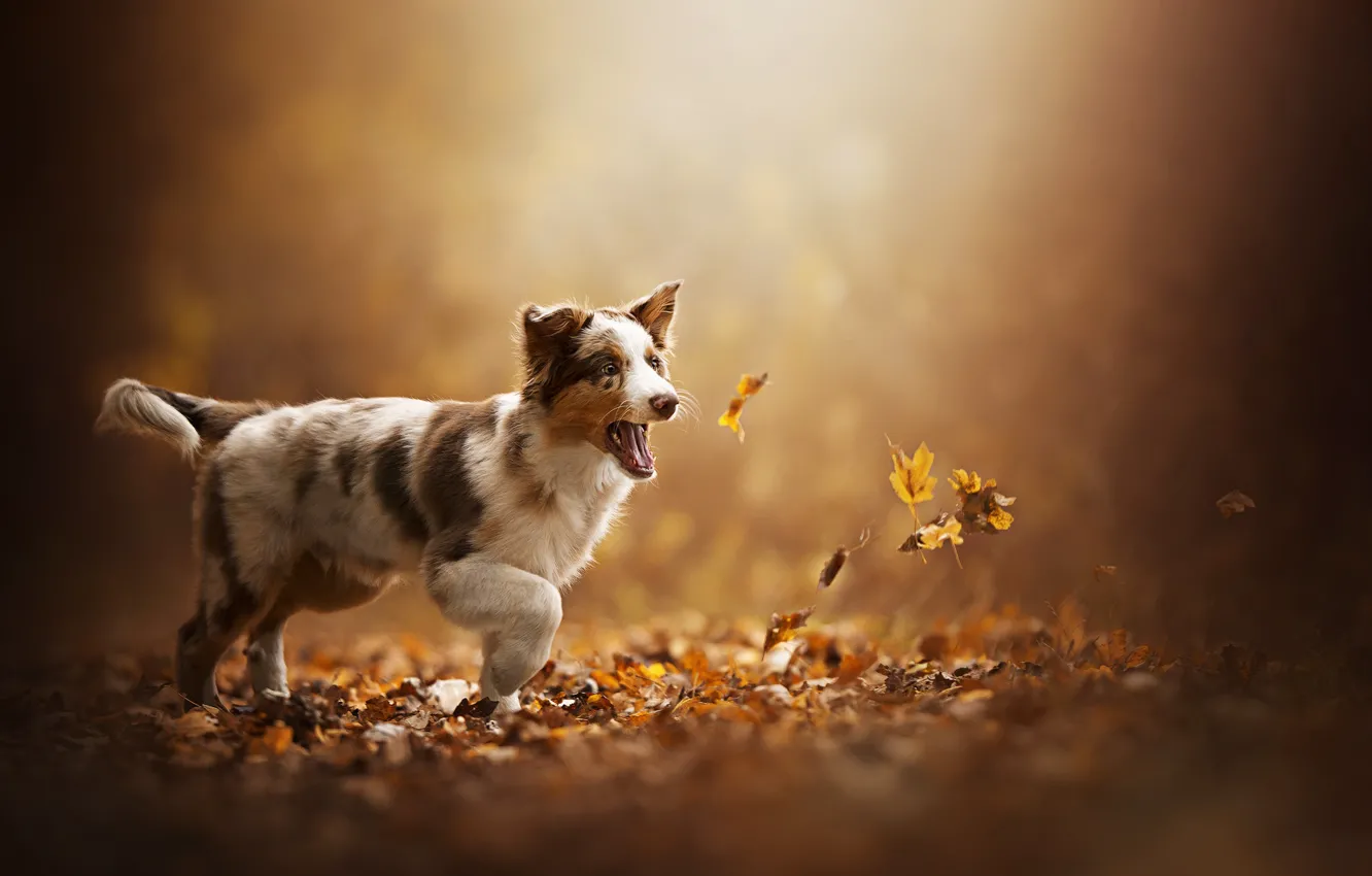Photo wallpaper autumn, leaves, puppy, dog, Akela
